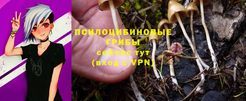 Псилоцибиновые грибы Psilocybe  Анапа 